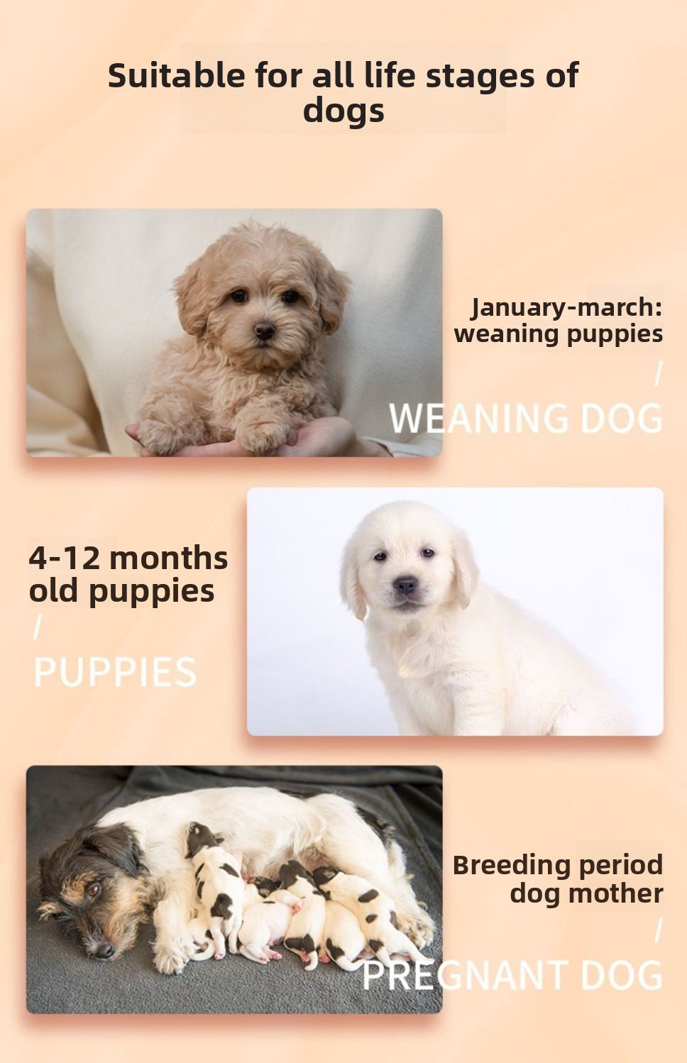 Puppy-Specific Dog Food Milk Cake Small Kibble for Small Breeds Teddy Puppy Food Golden Retriever Puppy Food Wholesale